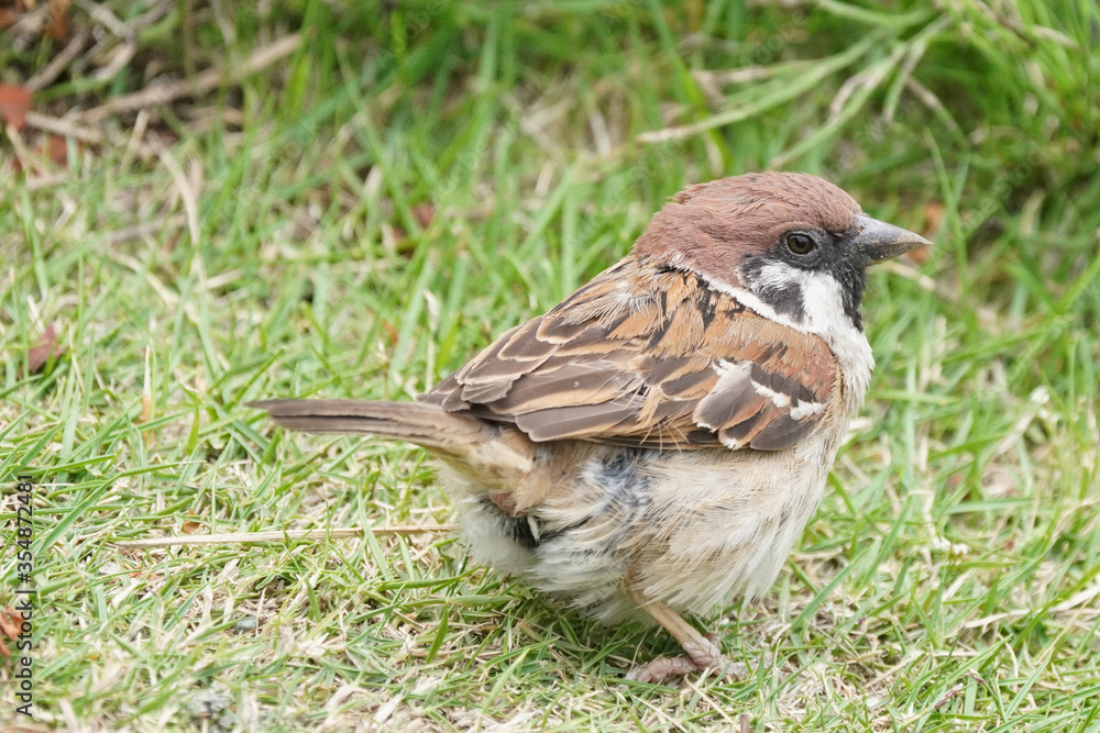 sparrow matting on grass sparrow matting on grass