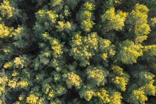 Forest and tree tops aerial view. Top view of the trees in the forest.