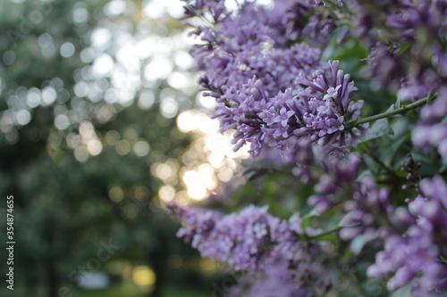 lilac spring 