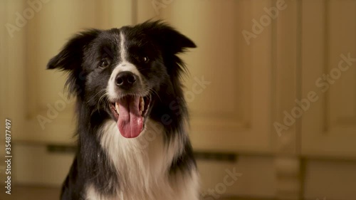 Beautiful portrait of a barking collie boarder. The dog looks at the camera and performs the commands of the owner. Training border collie.Collie boarder sticking his tongue out.
