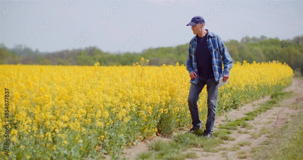 Farmer Walking on Agriculture Field Examining Crops Farmer Walking on Agriculture Field Examining Crops