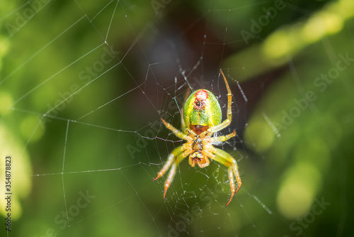 cucumber green spider, Araniella cucurbitina, camouflaged on its web between branches