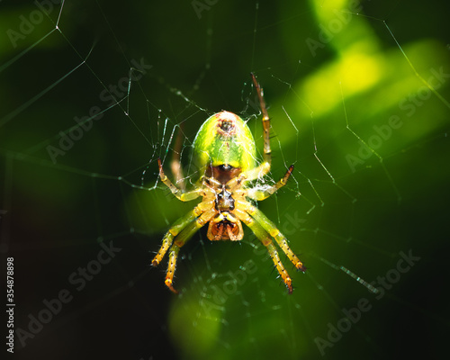 cucumber green spider, Araniella cucurbitina, camouflaged on its web between branches