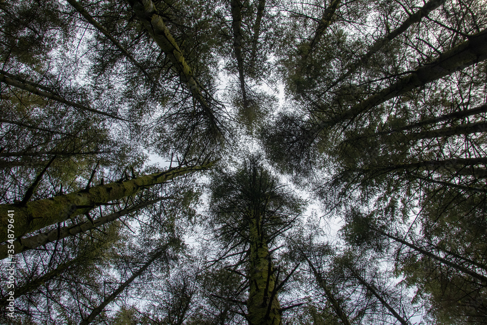 Sky Trees Sky Trees