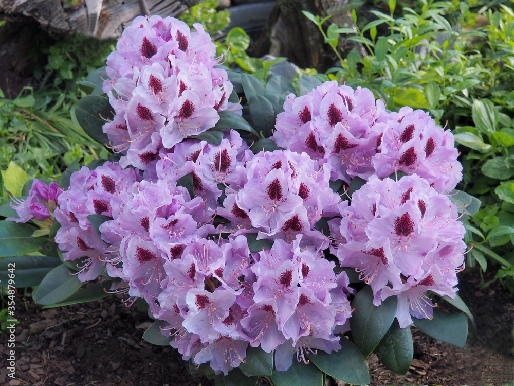 Fototapeta premium Rośliny ogrodowe do pięknych ogrodów. Rododendron ,naturalny,piękne,, flora, fiolet, ogrodnictwo