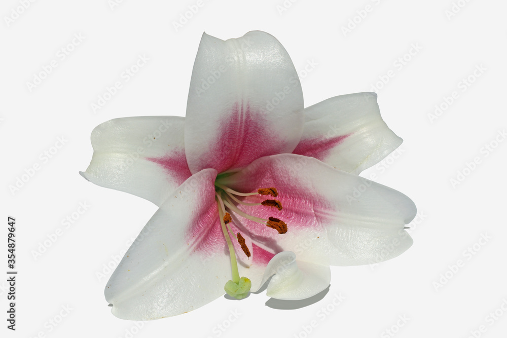 Lilium, lily, Azucena, cut flower of white and mauve colors, isolated on  white background foto de Stock | Adobe Stock