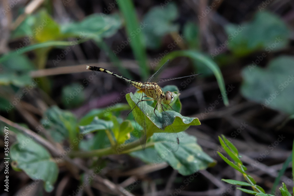 Dragonfly on leaves in the garden. Dragonfly on leaves in the garden.
