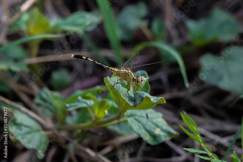 Dragonfly on leaves in the garden.