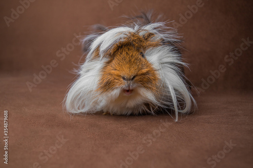 Guinea pig on a dark background. Pet. Rodent.