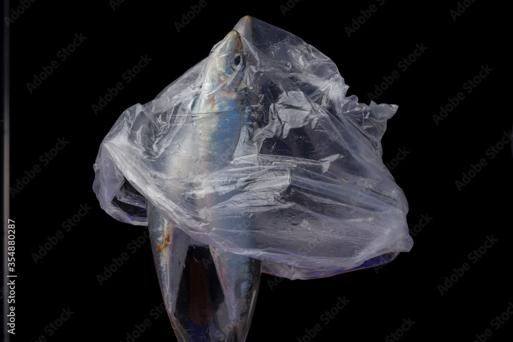 Fototapeta premium Sardine is a healthy fish