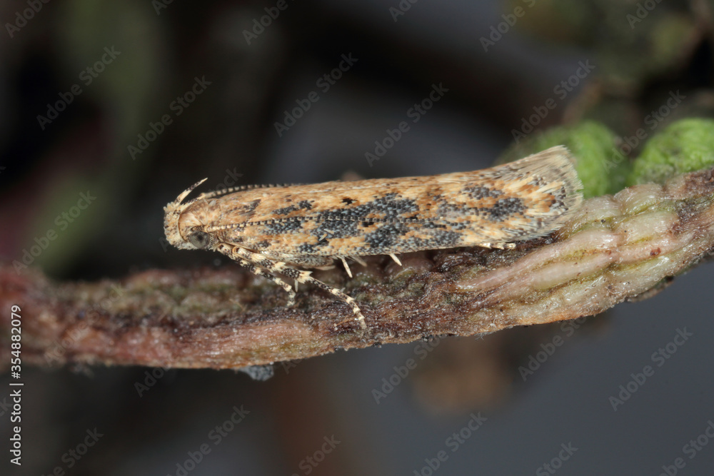 Moth of the beet moth Scrobipalpa ocellatella, is a species in the family Gelechiidae. This is an important pest of sugar beet and other crops. Moth of the beet moth Scrobipalpa ocellatella, is a species in the family Gelechiidae. This is an important pest of sugar beet and other crops.