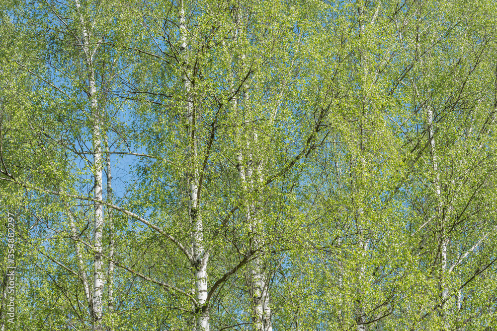 Obraz premium Birch tree crowns on the blue sky background,.