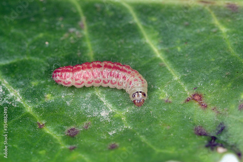 Caterpillar of the beet moth Scrobipalpa ocellatella. It is a moth in the family Gelechiidae. This is an important pest of sugar beet and other crops. Insect on damaged plant. photo