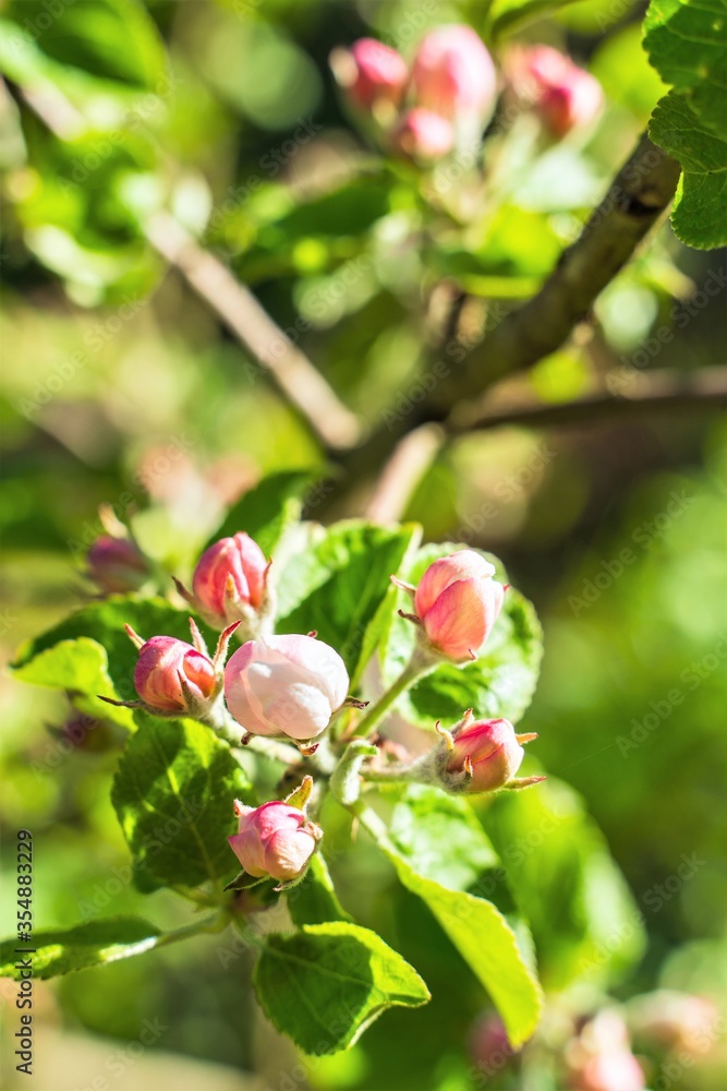 Large unblown apple tree flowers in late spring. Large unblown apple tree flowers in late spring.