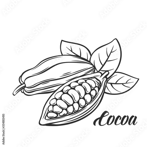 Hand drawn cocoa bean