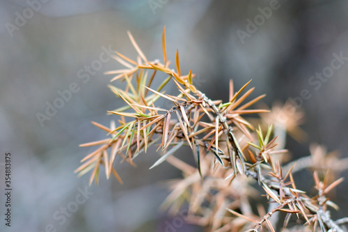 Tree branch close-up and macro  natural plant photo.
