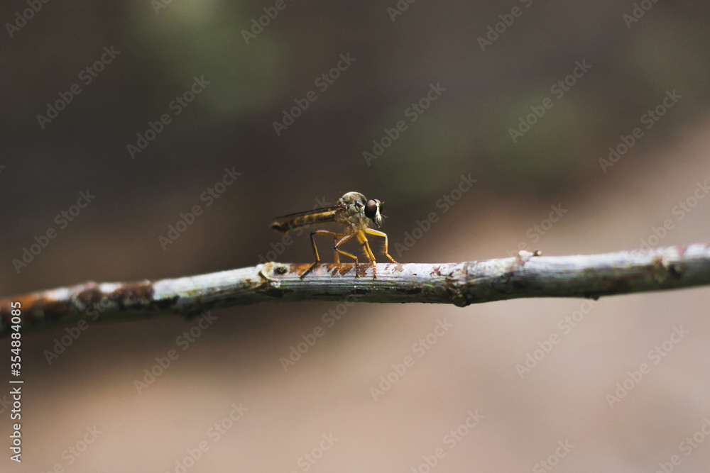 Beautiful dragonfly on a tree branch. close up of a dragonfly. macro, soft focus. summer walpaper Beautiful dragonfly on a tree branch. close up of a dragonfly. macro, soft focus. summer walpaper
