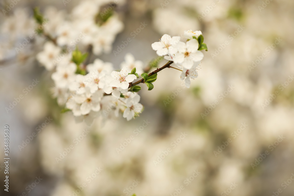 Closeup view of blossoming tree outdoors on spring day Closeup view of blossoming tree outdoors on spring day