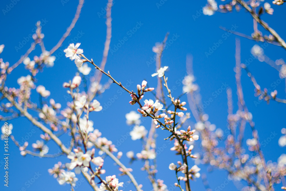 Spring tree and branch bud flower, flower on the tree in spring, bokeh background.