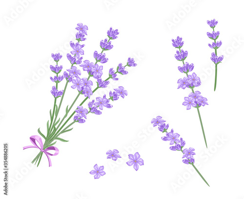 Lavender bouquet vector illustration. Lavender twigs and flowers isolated on white background. Cartoon flat style.