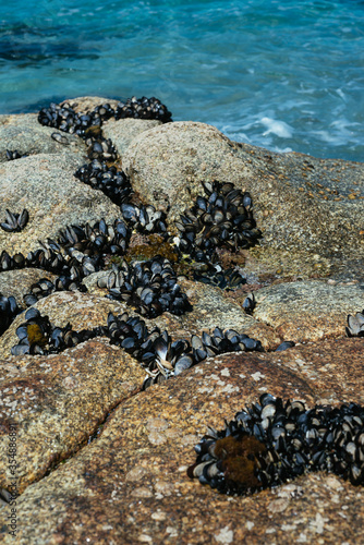 Wild mussels on the rocks of the coast in Galicia
