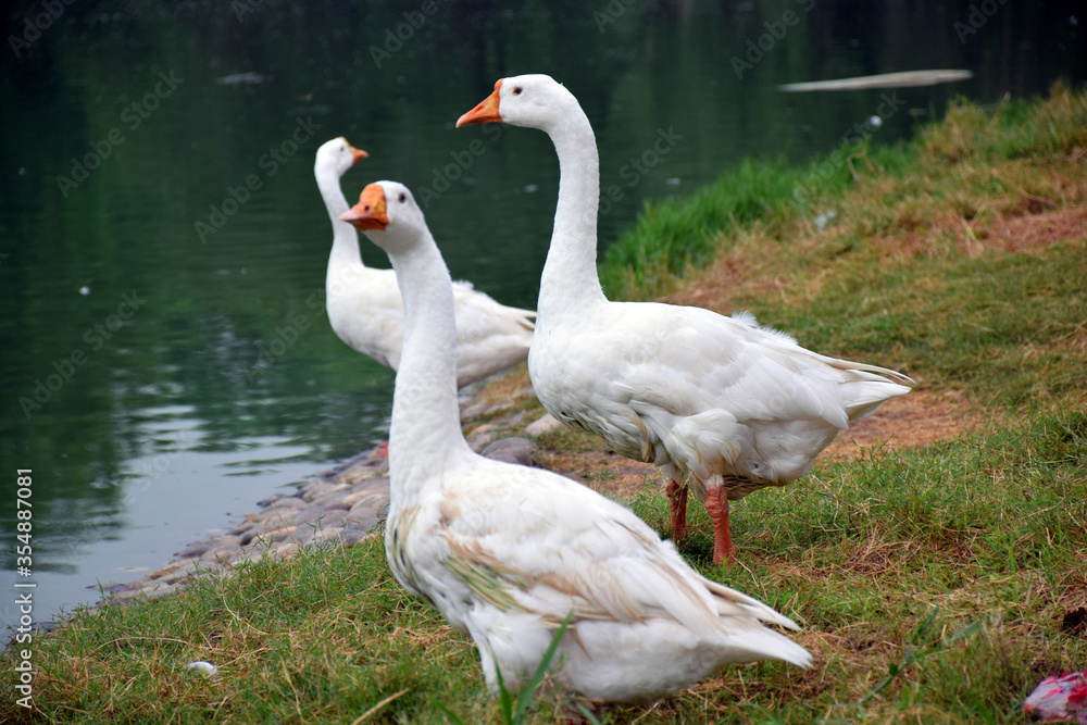 Beautiful Group of White Ducks Near the Lake Beautiful Group of White Ducks Near the Lake