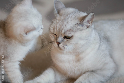 british shorthair cat