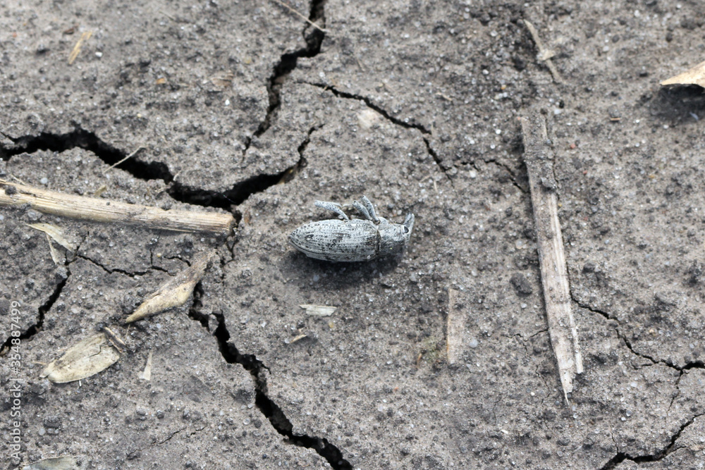 Fototapeta premium Sugarbeet weevil (Asproparthenis punctiventris formerly Bothynoderes punctiventris) on leaves damaged beetroot plants. It is an important pest of beet crops.