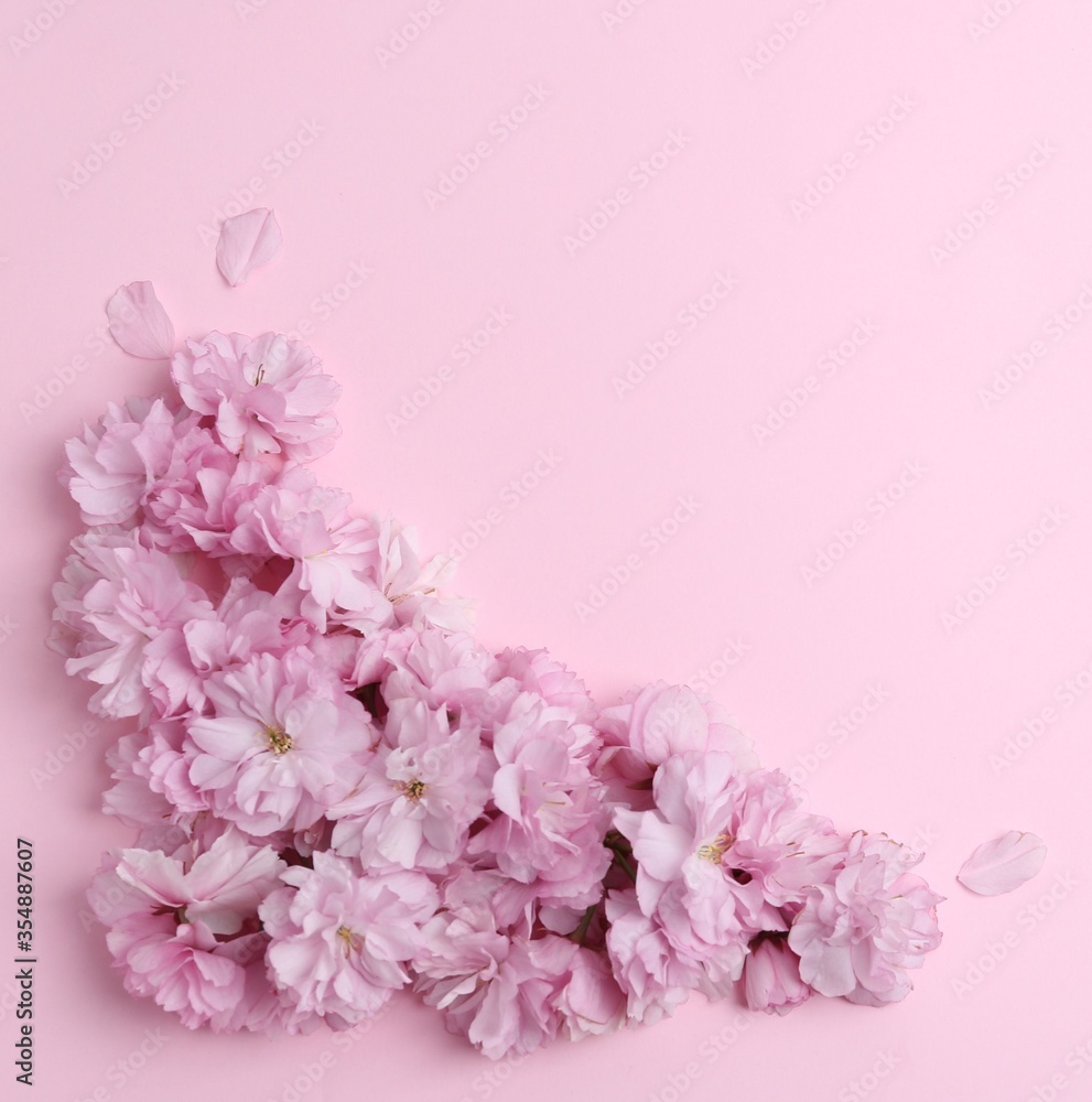 Beautiful sakura blossom on pink background, space for text. Japanese cherry