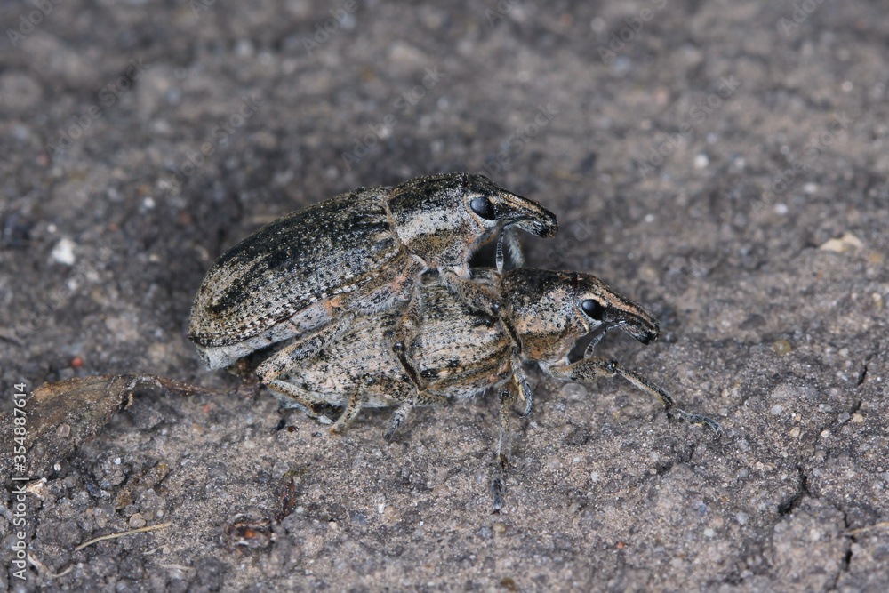 Sugarbeet weevil (Asproparthenis punctiventris formerly Bothynoderes punctiventris) on leaves damaged beetroot plants. It is an important pest of beet crops. Sugarbeet weevil (Asproparthenis punctiventris formerly Bothynoderes punctiventris) on leaves damaged beetroot plants. It is an important pest of beet crops.