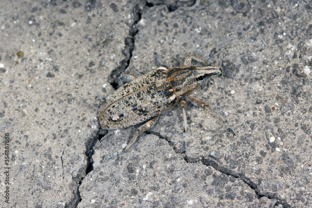 Sugarbeet weevil (Asproparthenis punctiventris formerly Bothynoderes punctiventris) on leaves damaged beetroot plants. It is an important pest of beet crops.