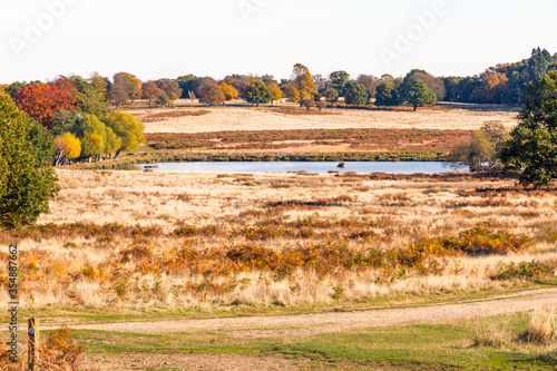 Autumn scene in Richmond Park with Pen Ponds in London