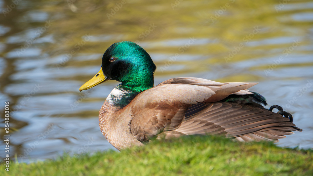 duck on the water duck on the water