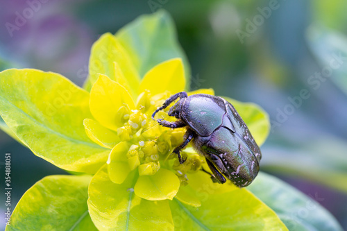 Beautiful bronze bug on a yellow milkweed flower. Close up.
