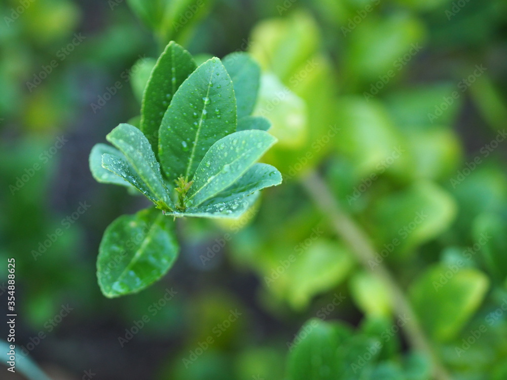 lemon lime green leaves tree in garden on blurred of nature background lemon lime green leaves tree in garden on blurred of nature background