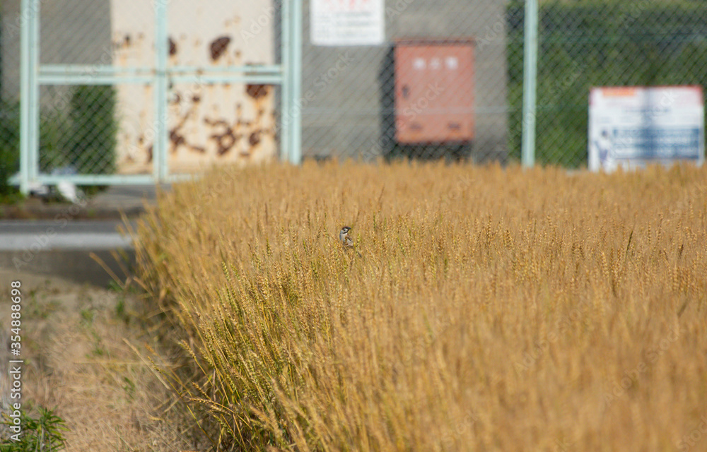 小麦畑と一羽の雀が見える風景