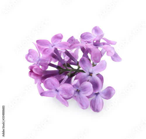 Beautiful violet lilac blossom isolated on white © New Africa