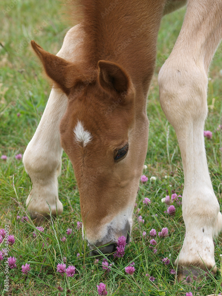 Fototapeta premium Rare Breed Foal