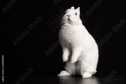 Baby bunny rabbite white mini lop ermine photo