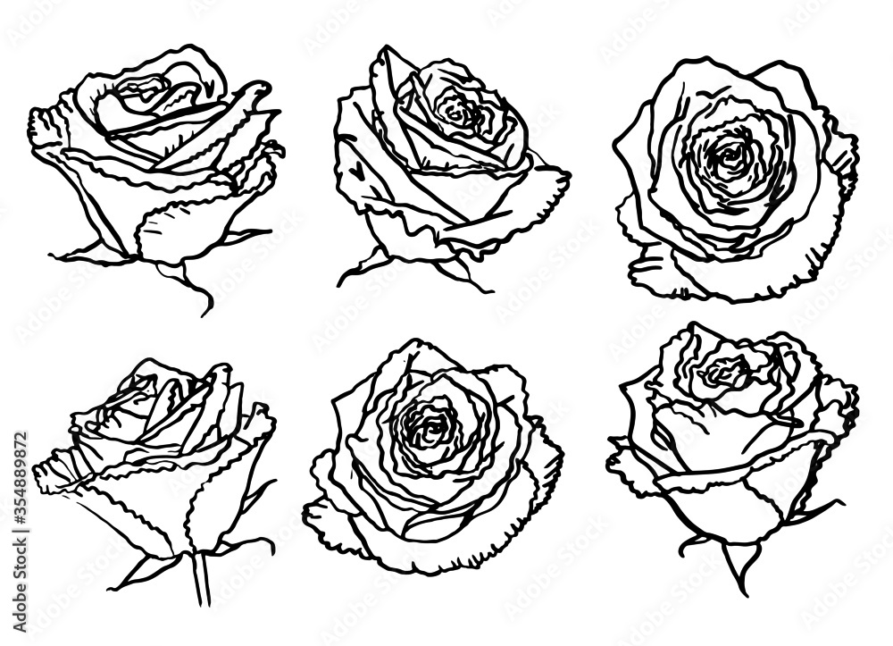 set of vector hand drawn roses black and white illustration set of vector hand drawn roses black and white illustration