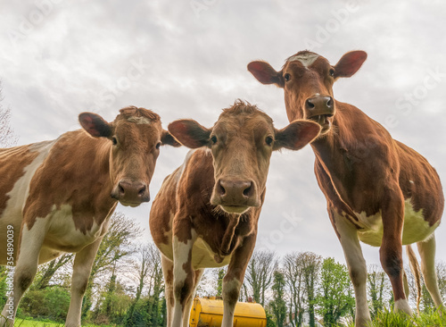 Guernsey cows in the field