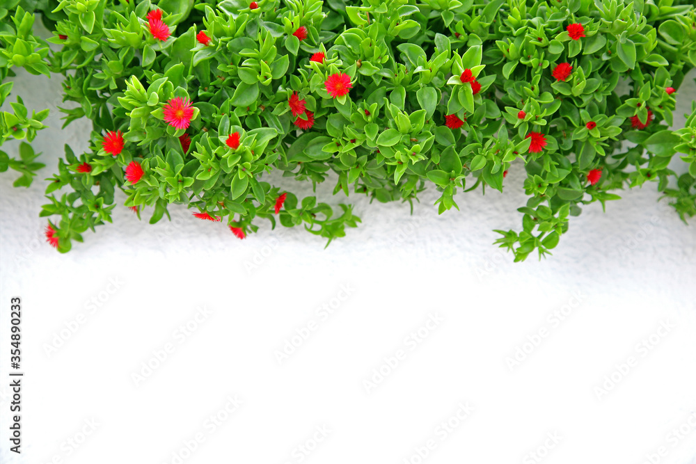red flowering succulent plant with green foliage against a white wall