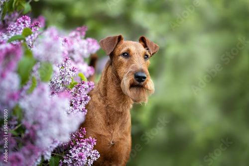 irish terrier dog posing by the blooming lilac bush