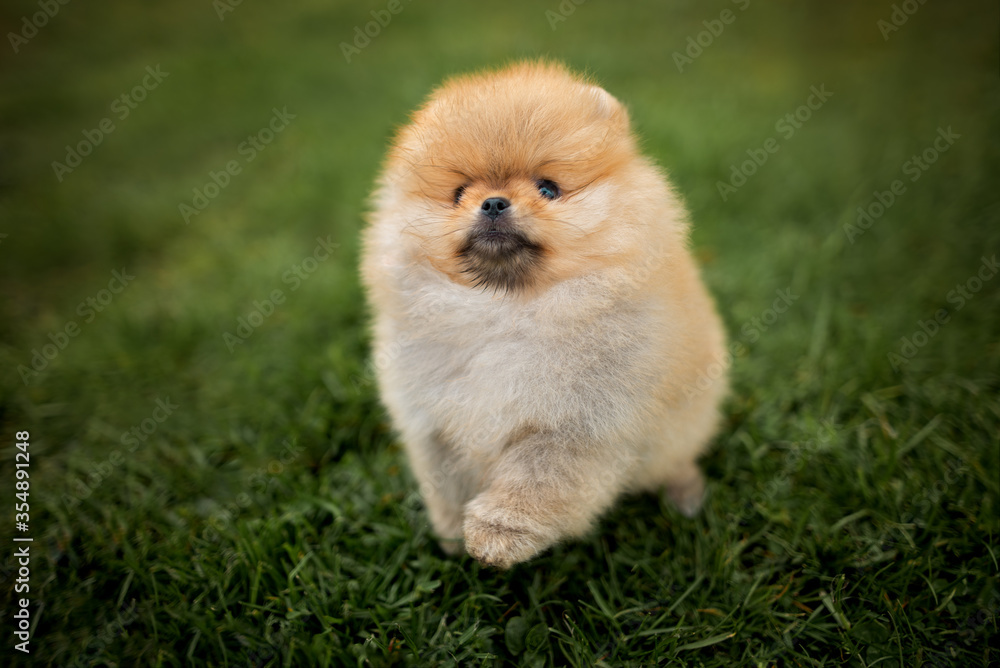 funny pomeranian spitz puppy jumping on grass, top view