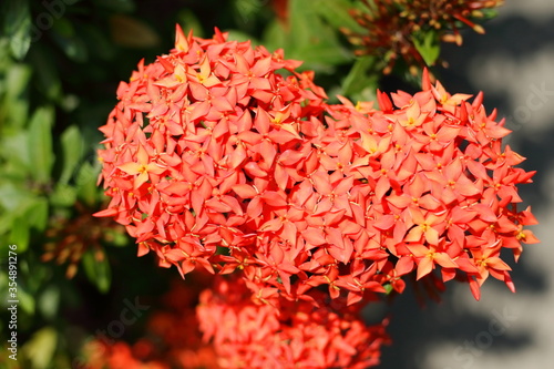 東南アジアの美しい赤い花、Rauvolfia photo