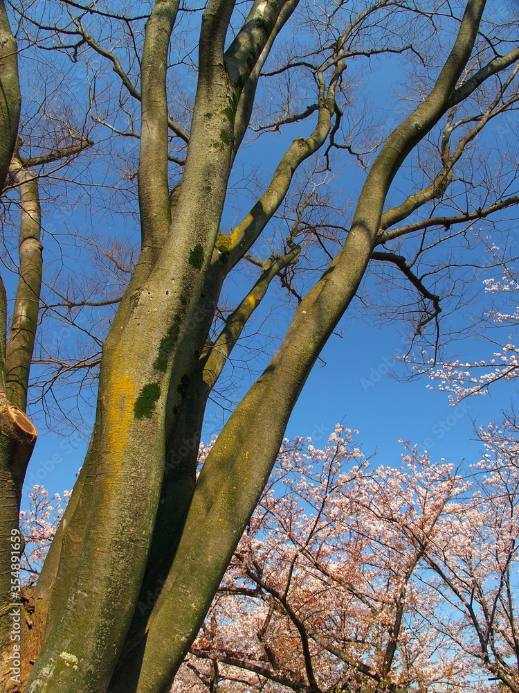 Fototapeta premium 欅の枯れ木と桜咲く風景