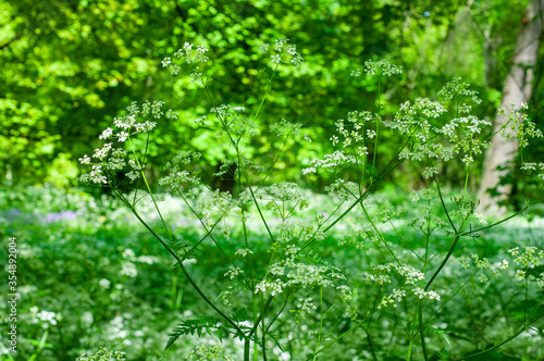 Cow Parsley, Anthriscus sylvestnis photo