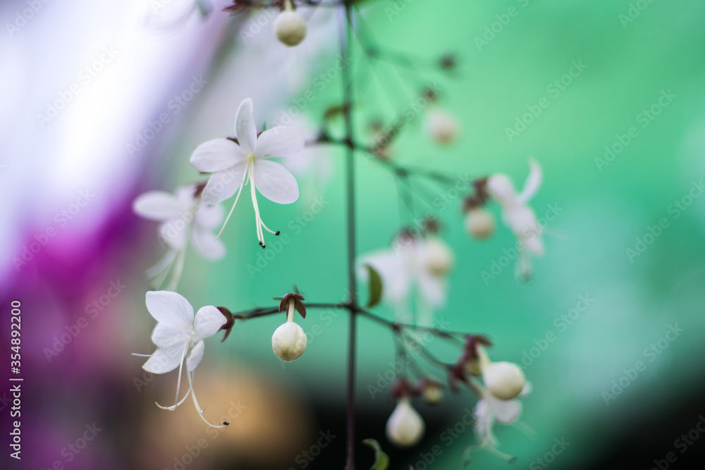 Fototapeta premium Beautiful wild flowers