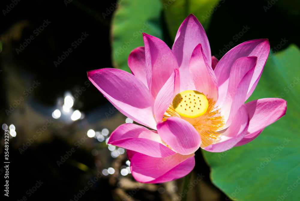 Beautiful lotus flower in the garden Beautiful lotus flower in the garden