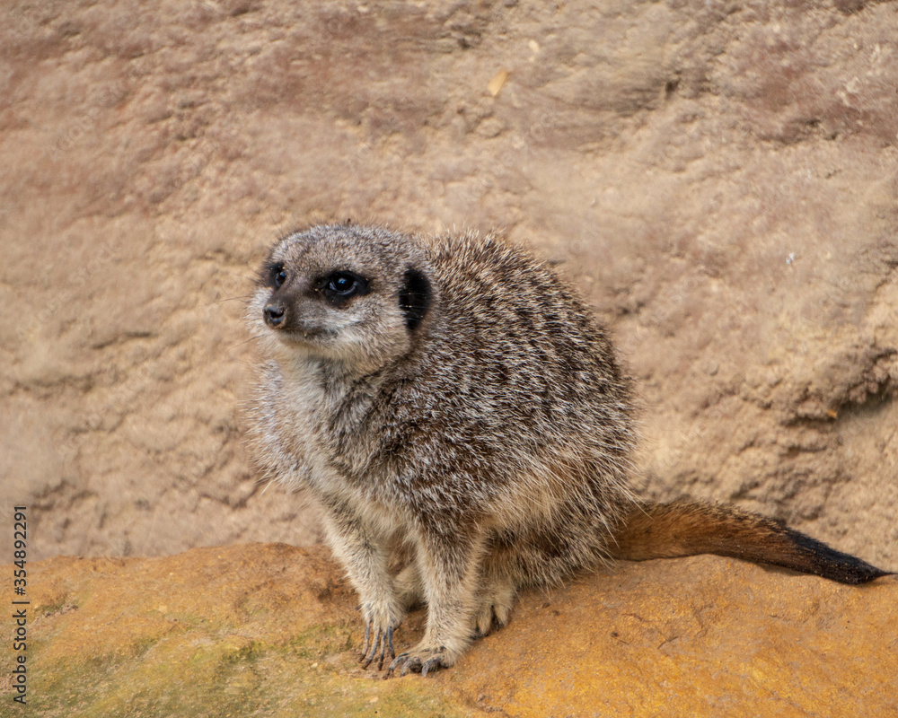 Fototapeta premium Cute meerkat standing on the ground